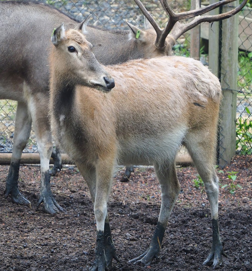 Pere David's deer (Elaphurus davidianus), 2023-05-15