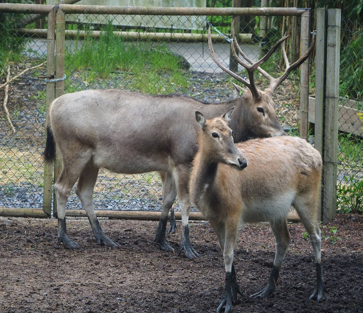 Pere David's deer (Elaphurus davidianus), 2023-05-15