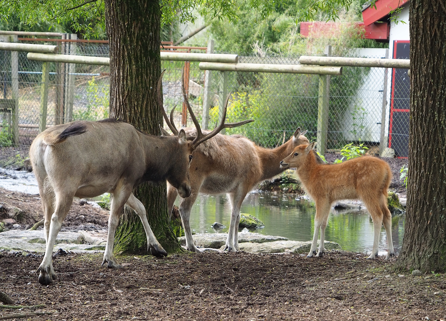 Pere David's deer (Elaphurus davidianus), 2023-05-16