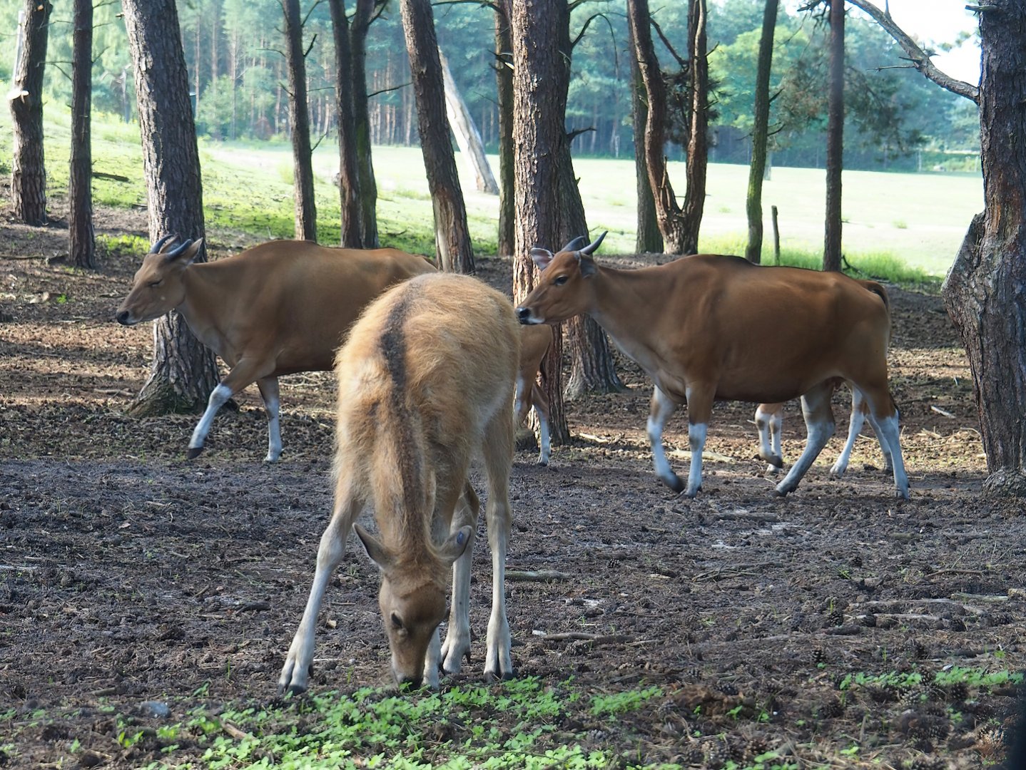 Père David's deer (Elaphurus davidianus), 2023-08-15