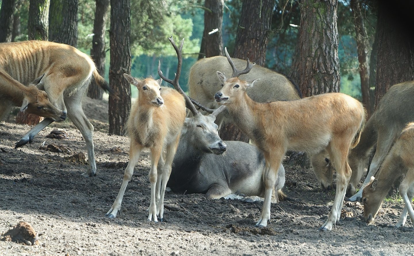 Père David's deer (Elaphurus davidianus), 2023-08-15