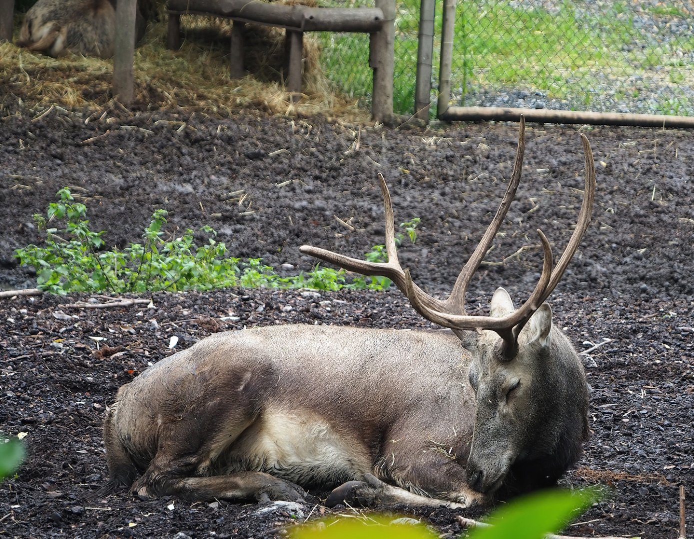 Père David's deer (Elaphurus davidianus), 2023-10-13