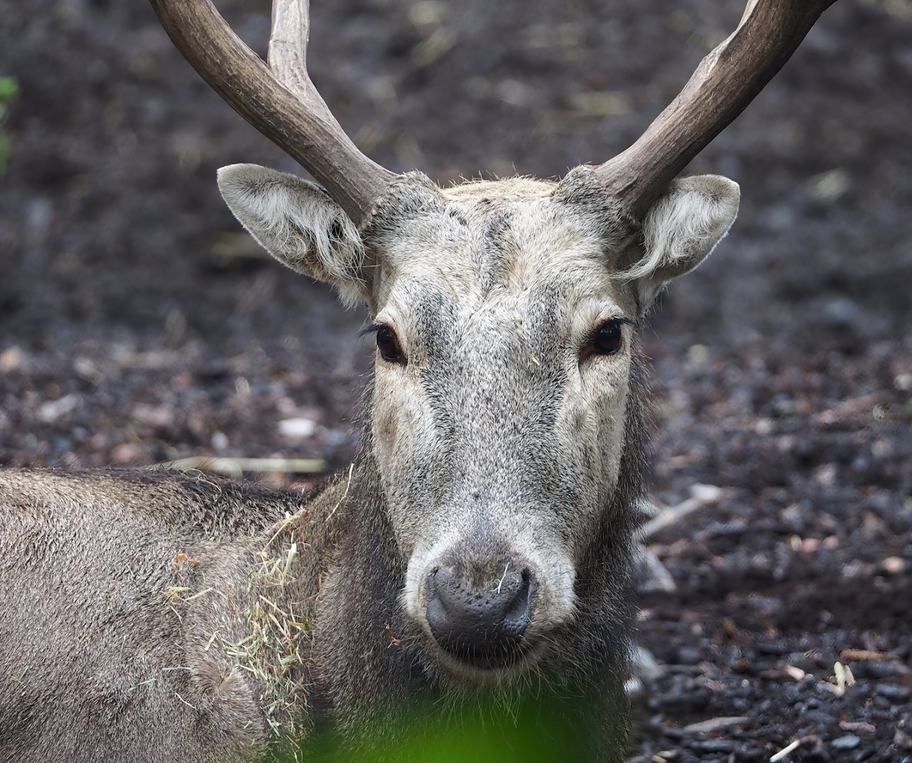 Père David's deer (Elaphurus davidianus), 2023-10-13