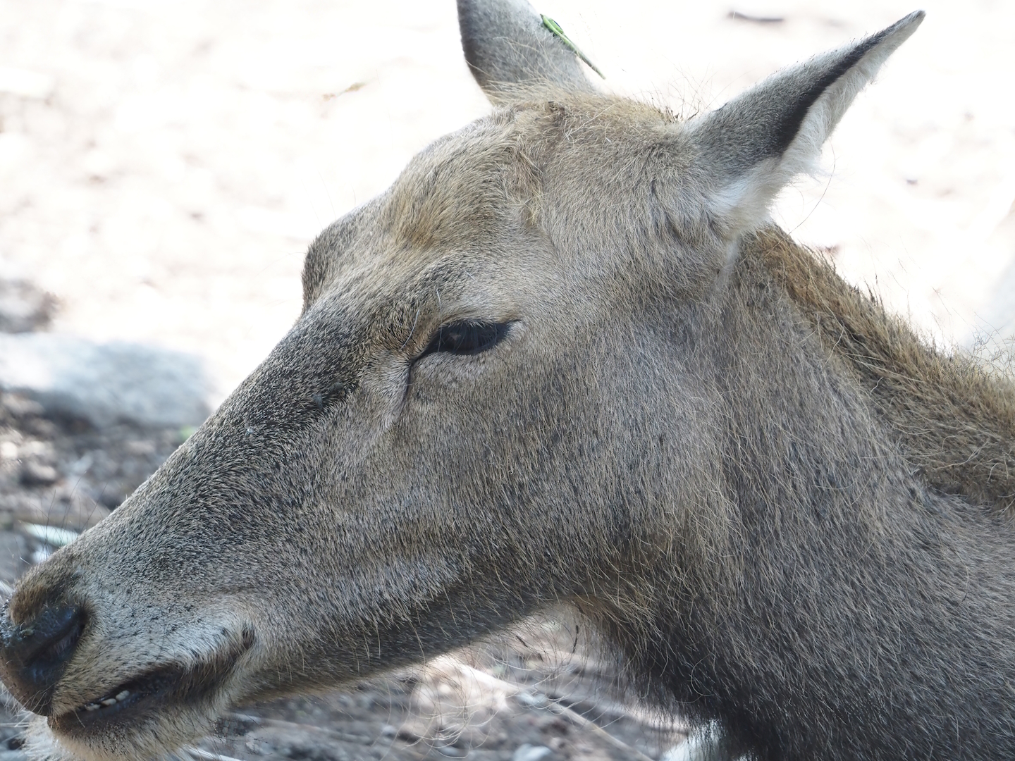 Père David's deer  (Elaphurus davidianus), 2024-09-17
