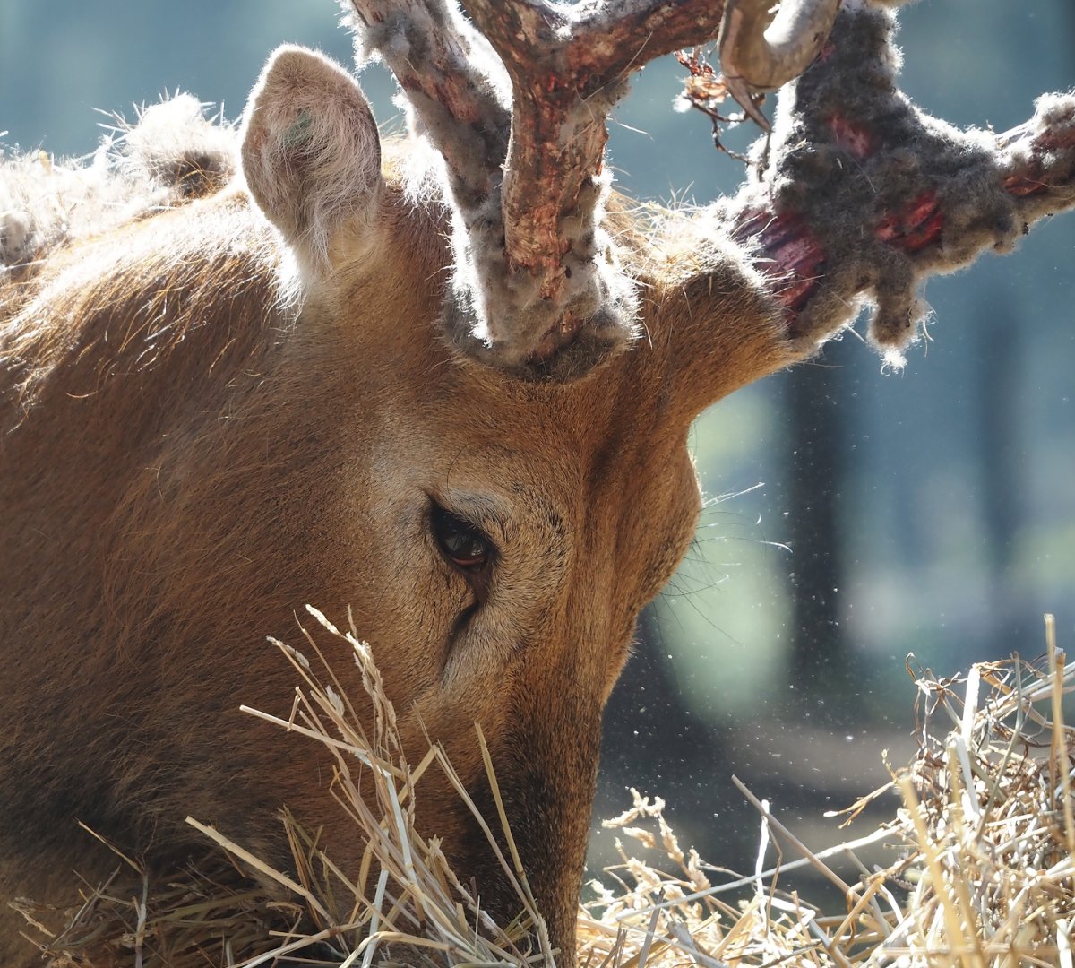 Père David's deer (Elaphurus davidianus), 2025-04-30