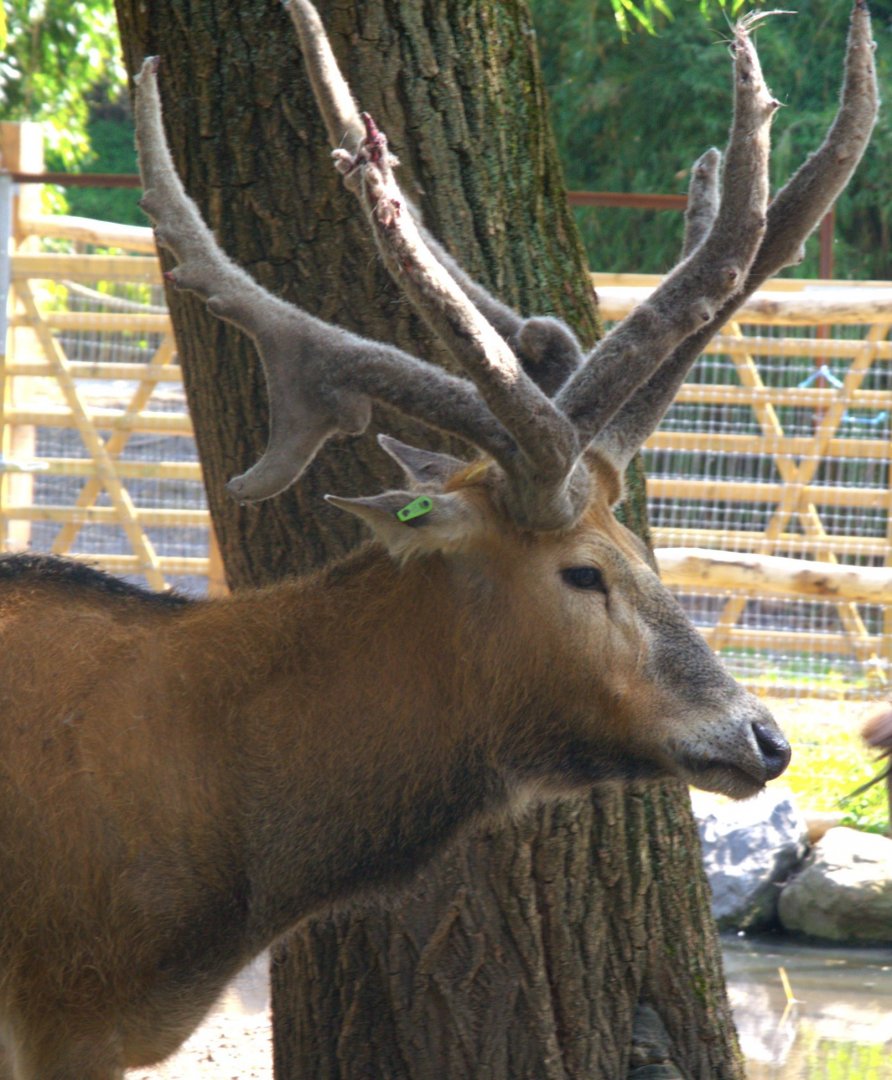 Pere David's Deer (Elaphurus davidianus), 25-04-25