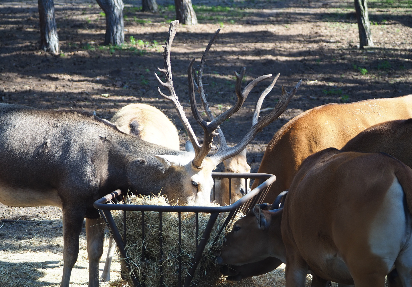 Père David's deer (Elaphurus davidianus) and Javan banteng (Bos javanicus javanicus) at hay feeder, 2019-09-15