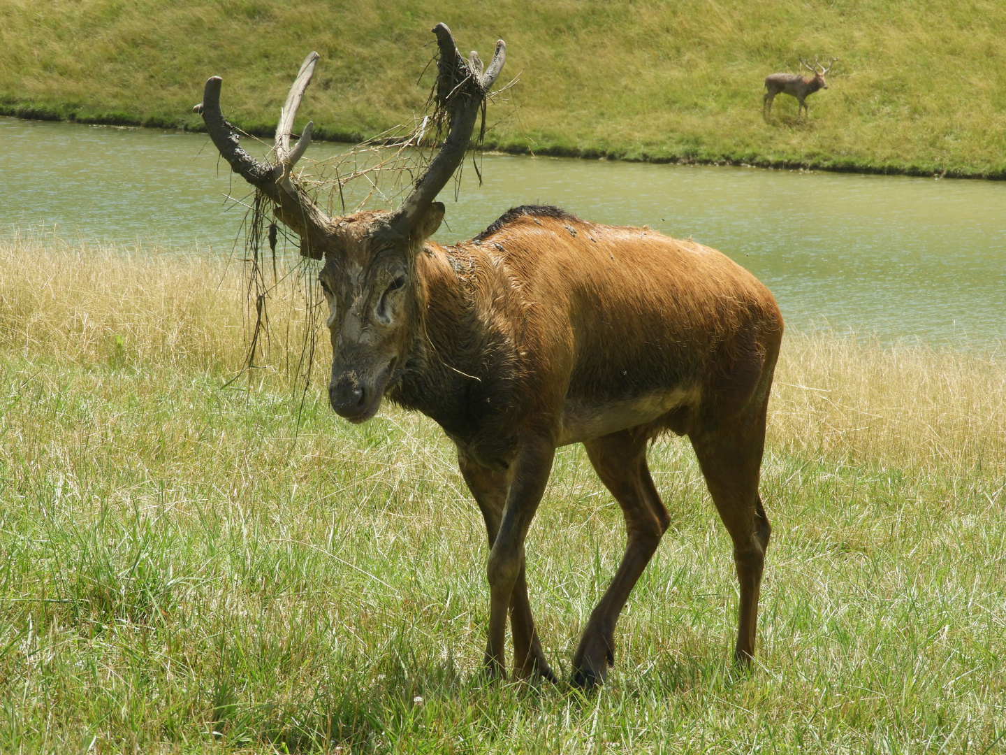 Pere David's Deer (Elaphurus davidianus) buck