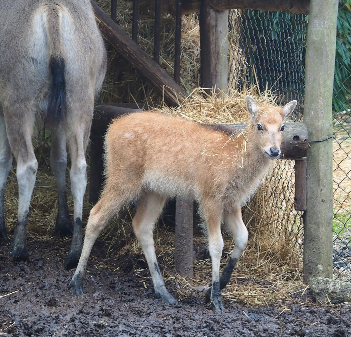 Pere David's deer (Elaphurus davidianus) dawn, 2023-05-15