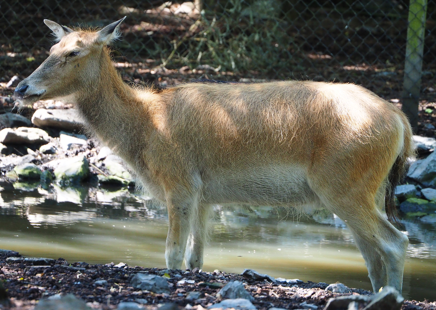 Père David's deer (Elaphurus davidianus), Doe, 2022-06-28