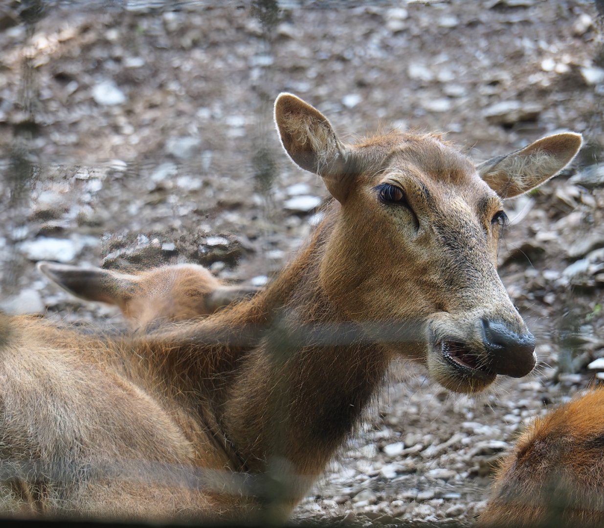 Père David's deer (Elaphurus davidianus) doe, 2023-06-24