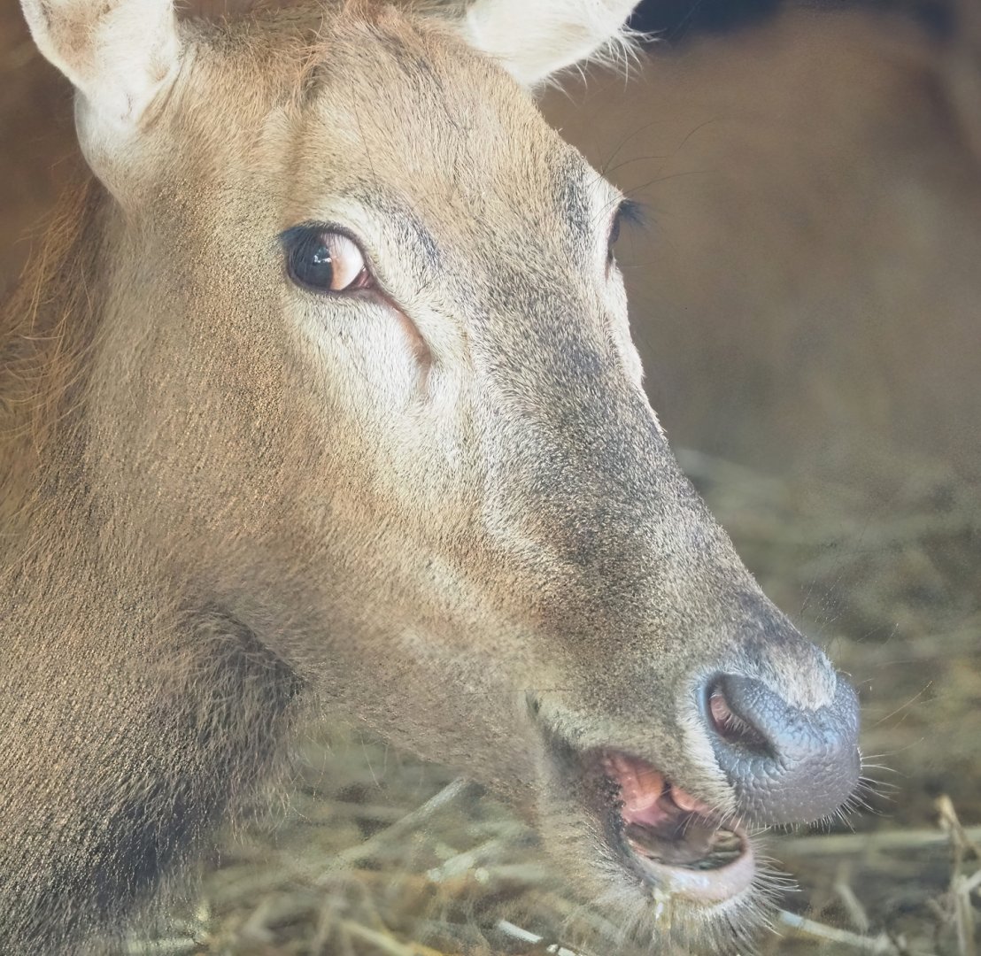 Père David's deer (Elaphurus davidianus) doe, 2023-06-24