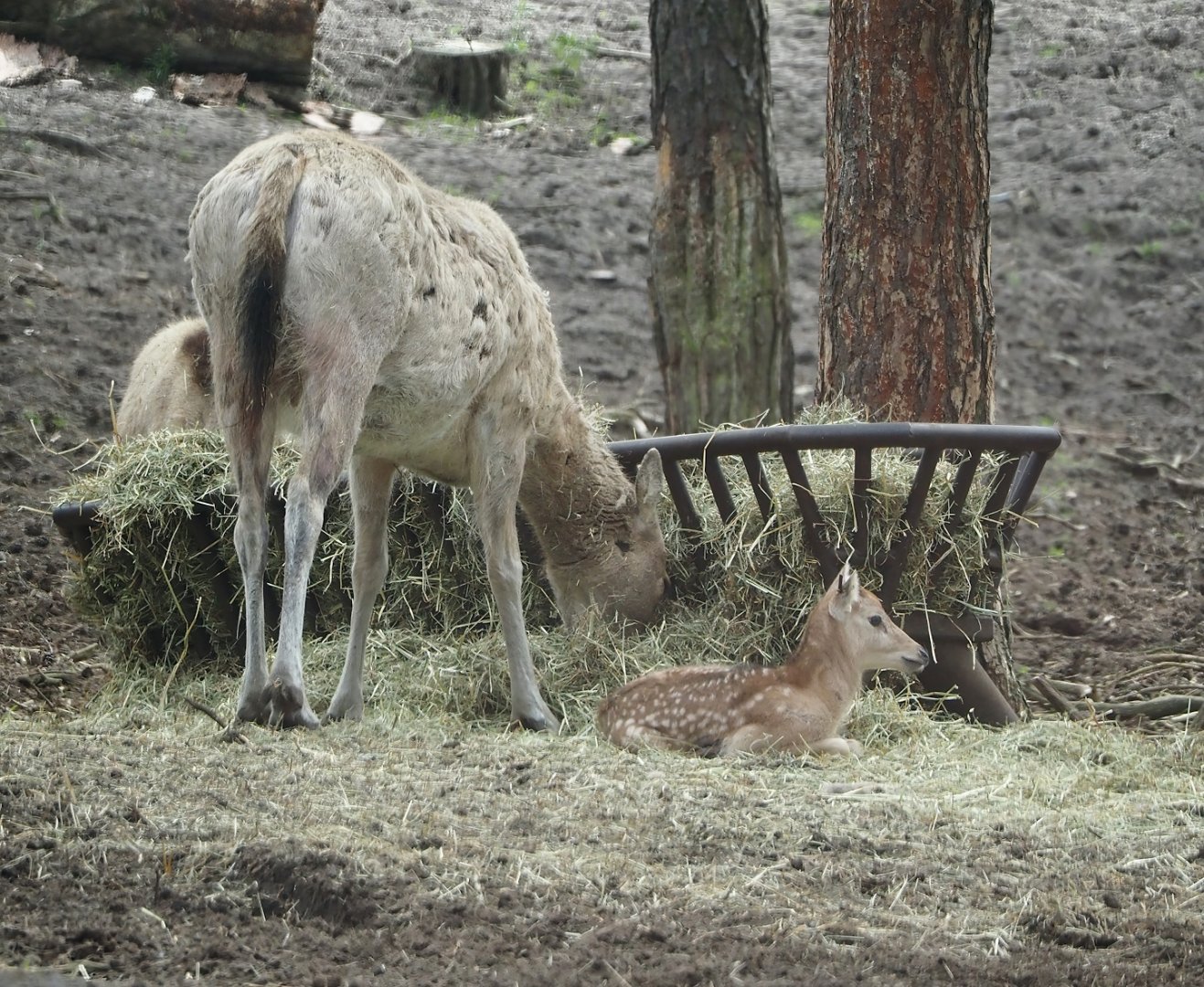 Pere David's deer (Elaphurus davidianus), doe with fawn, 2024-04-06