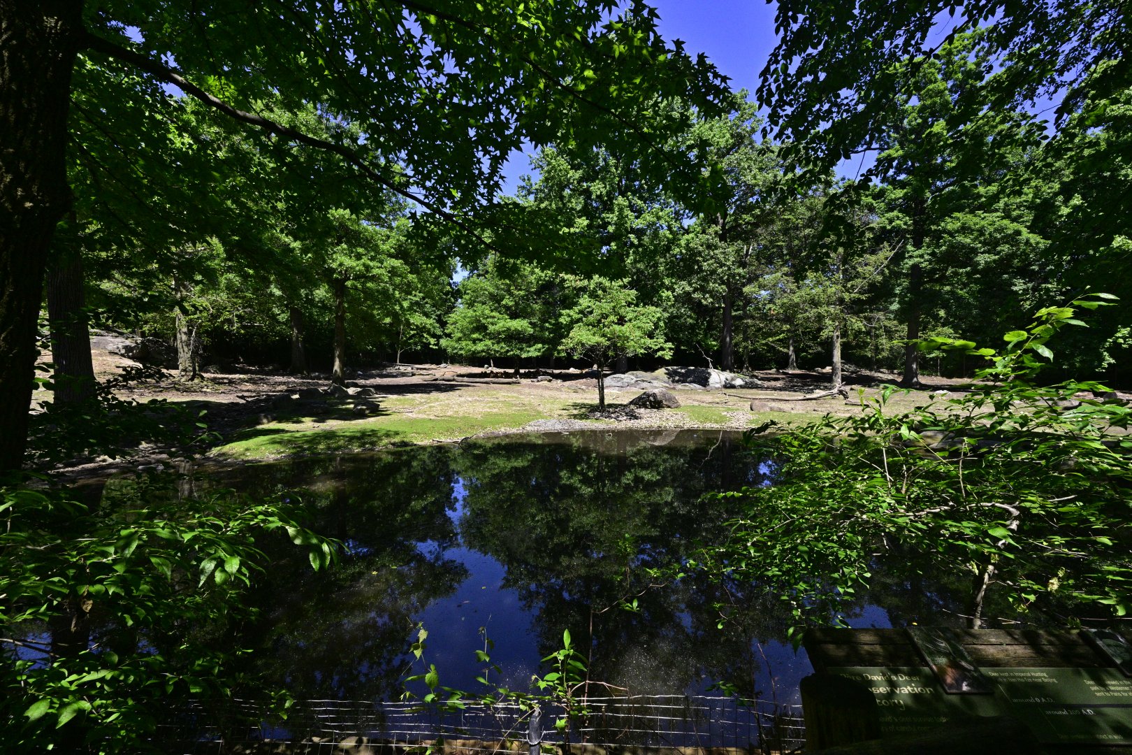 Père David's Deer (Elaphurus davidianus) Exhibit
