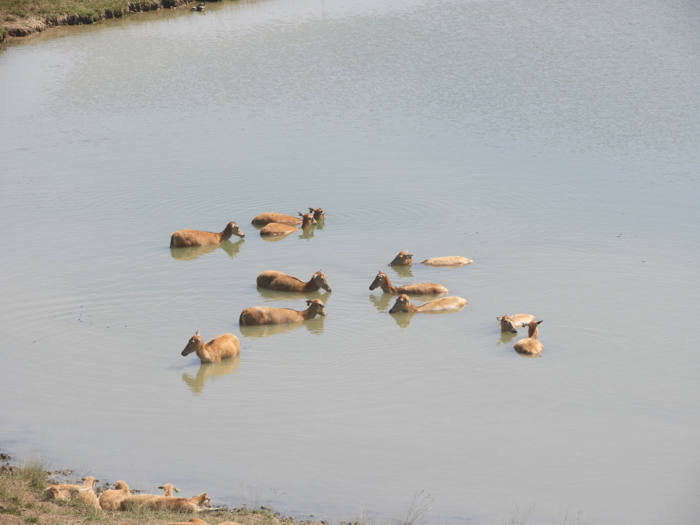 Pere David's Deer (Elaphurus davidianus) herd