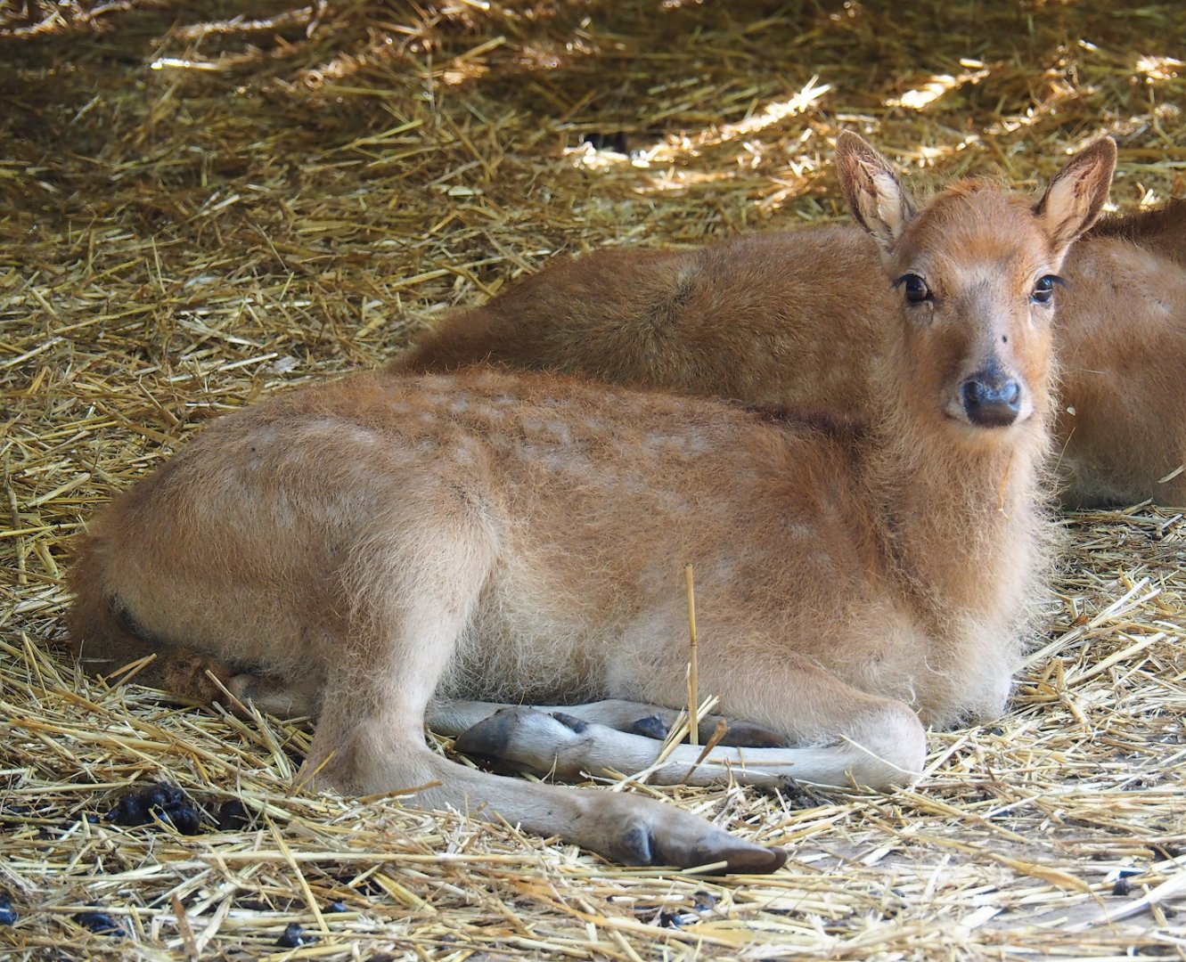 Père David's deer (Elaphurus davidianus) juvenile, 2023-06-24