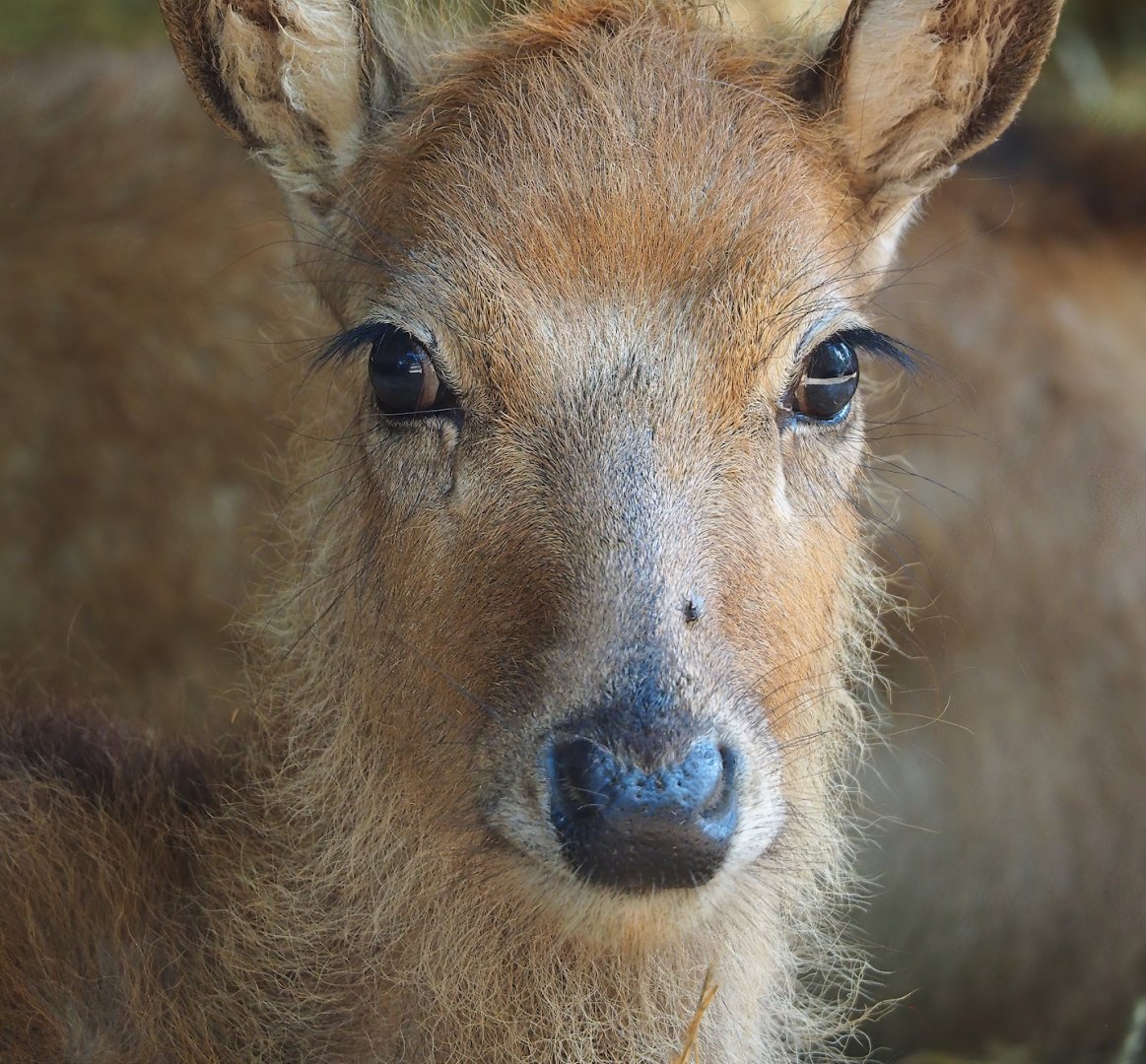 Père David's deer (Elaphurus davidianus) juvenile, 2023-06-24