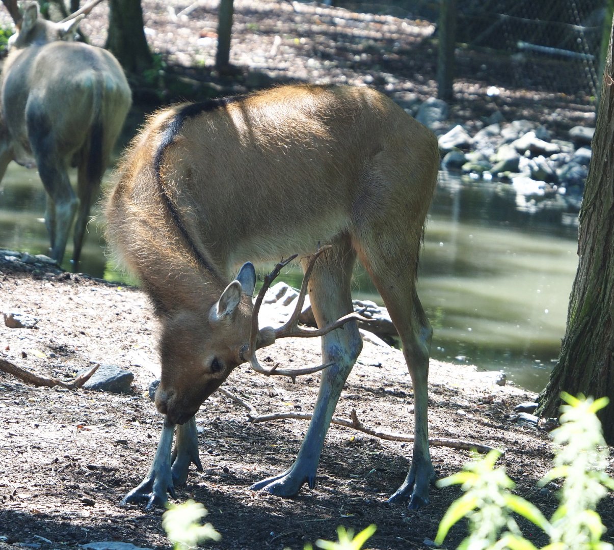 Père David's deer (Elaphurus davidianus), Juvenile stag, 2022-06-28