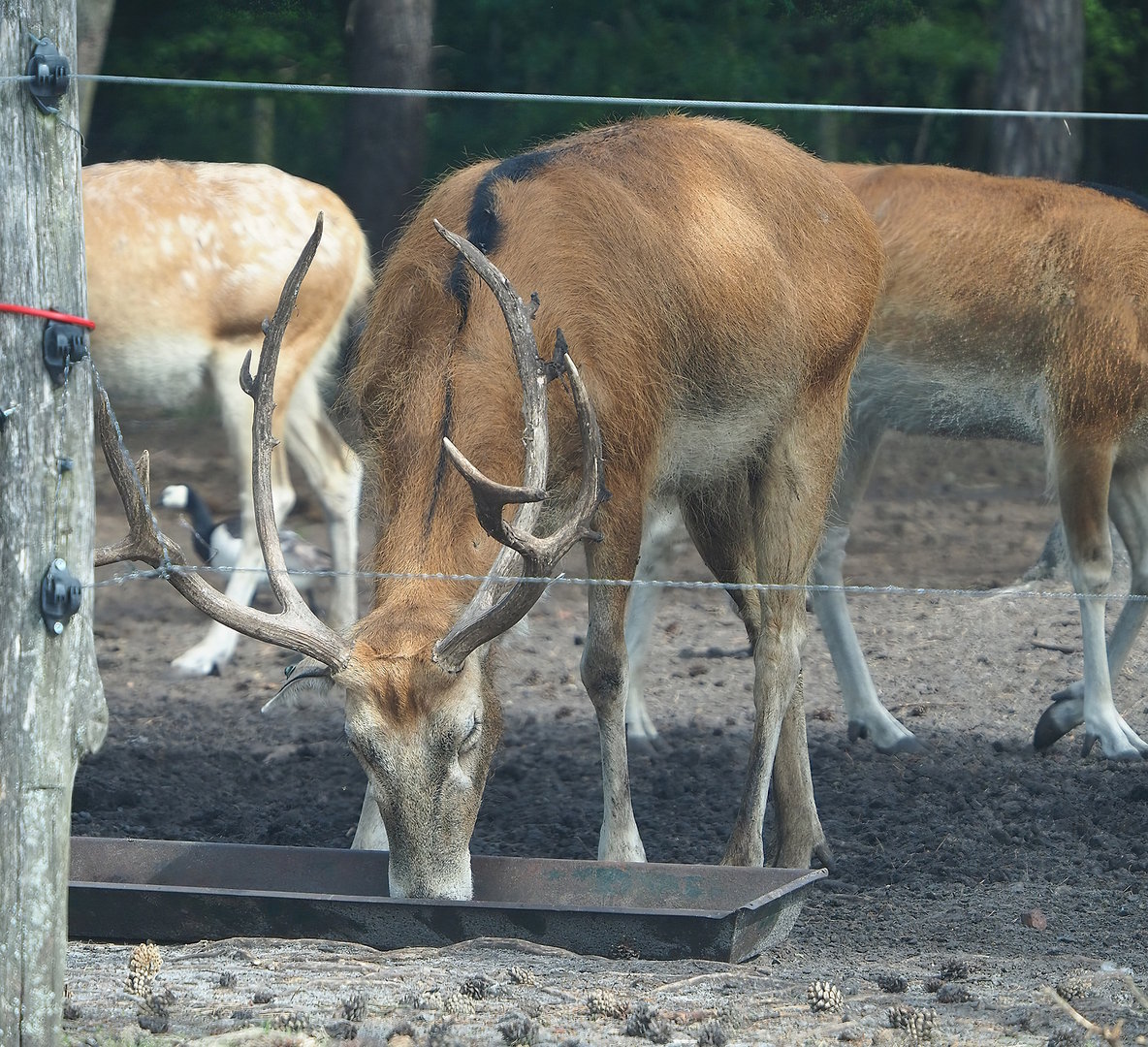 Père David's deer (Elaphurus davidianus) stag, 2022-06-12