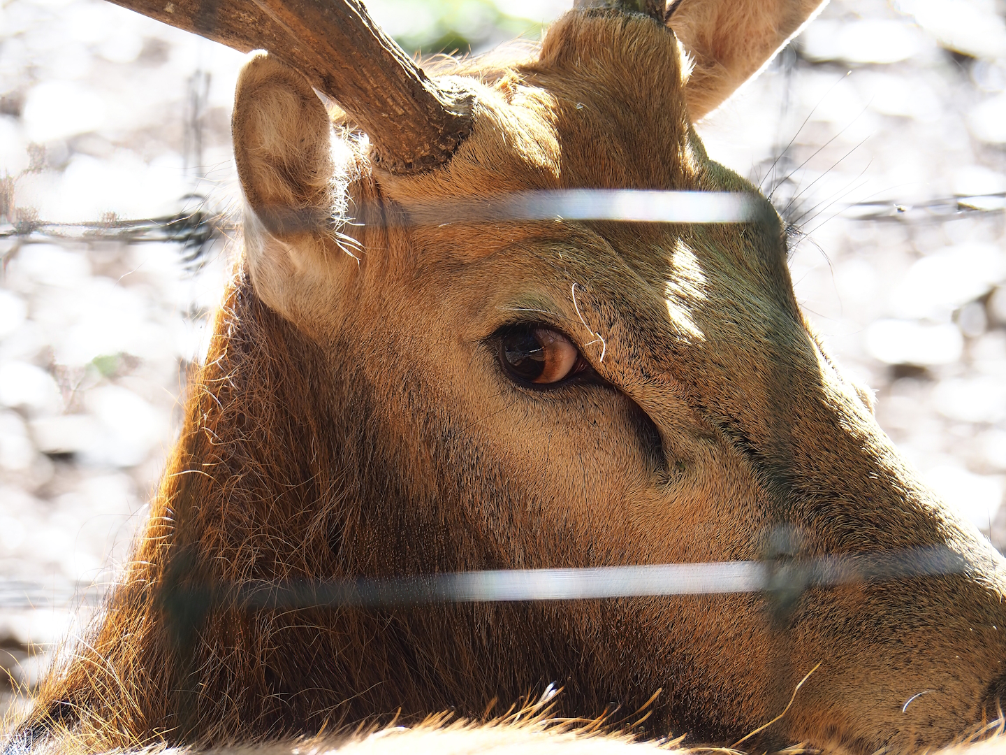 Père David's deer (Elaphurus davidianus) stag, 2023-06-24