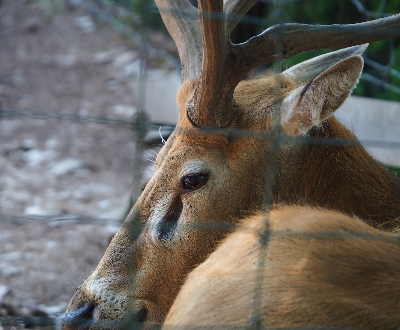 Père David's deer (Elaphurus davidianus) stag, 2023-06-24