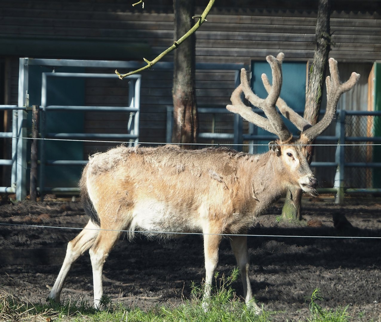 Pere David's deer (Elaphurus davidianus) stag, 2024-04-06