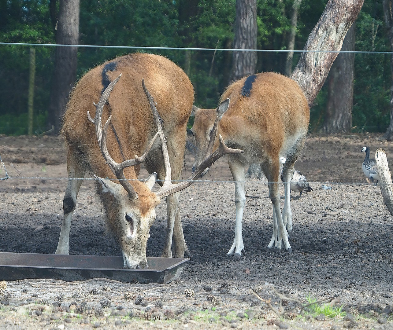 Père David's deer (Elaphurus davidianus) stag and doe, 2022-06-12