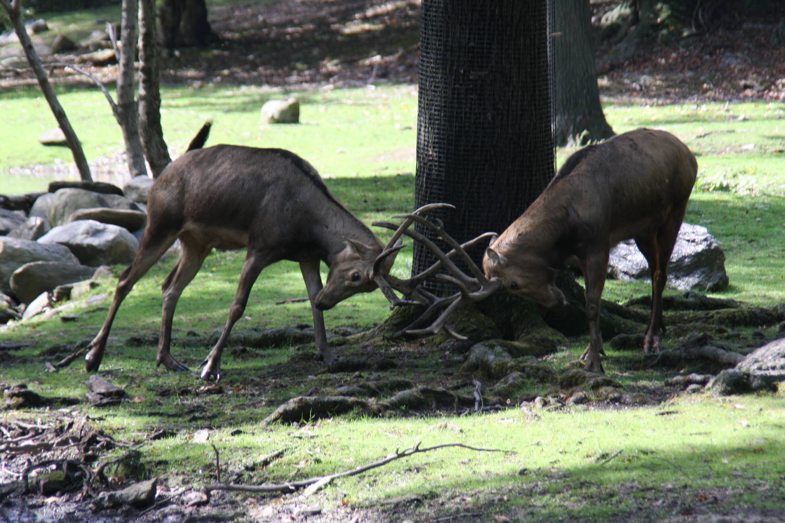 Père David's Deer (Elaphurus davidianus)