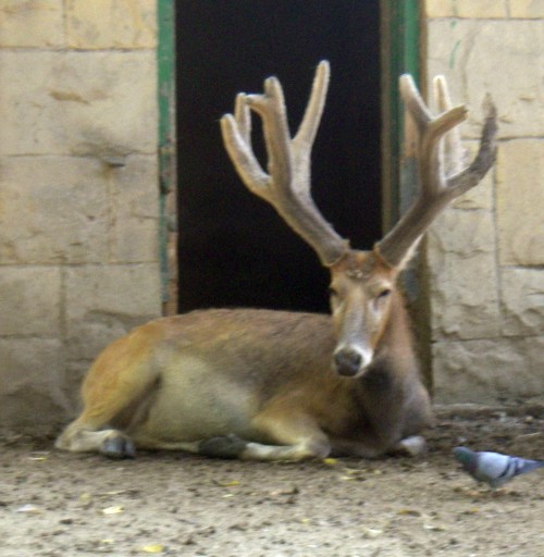 Pere David's Deer (Elaphurus davidianus)