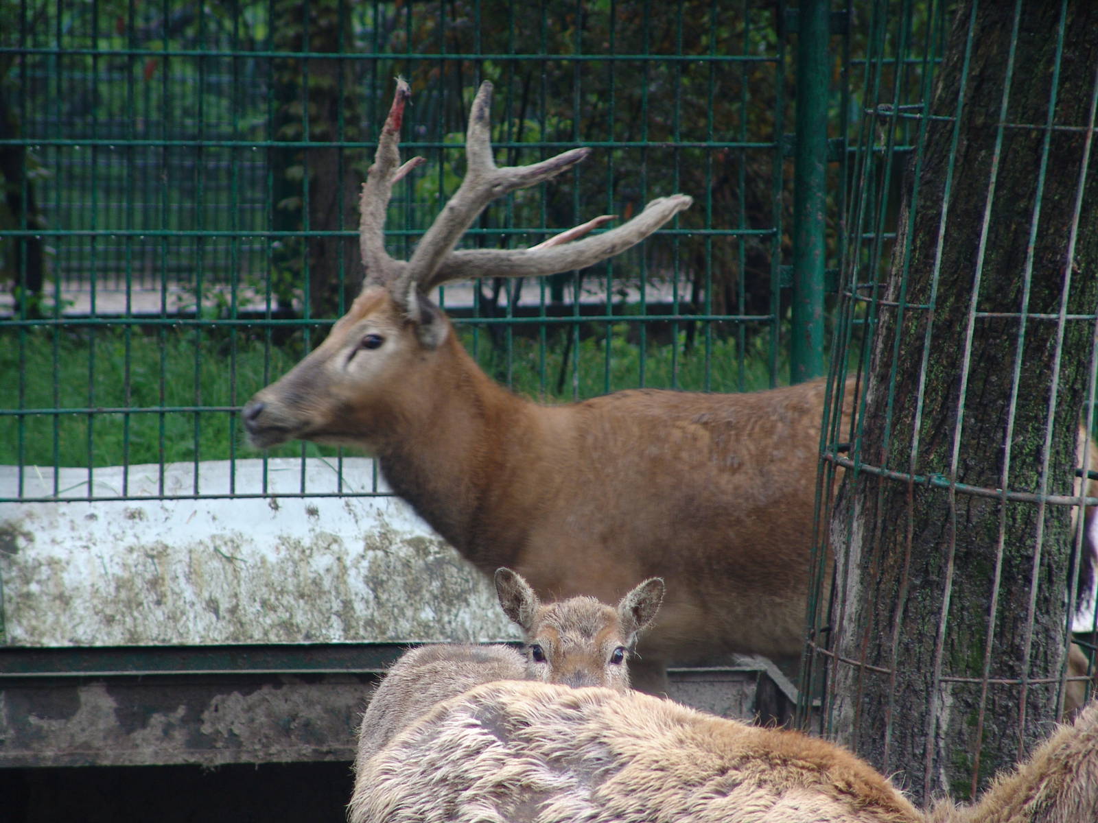 Père David's Deer (Elaphurus davidianus)