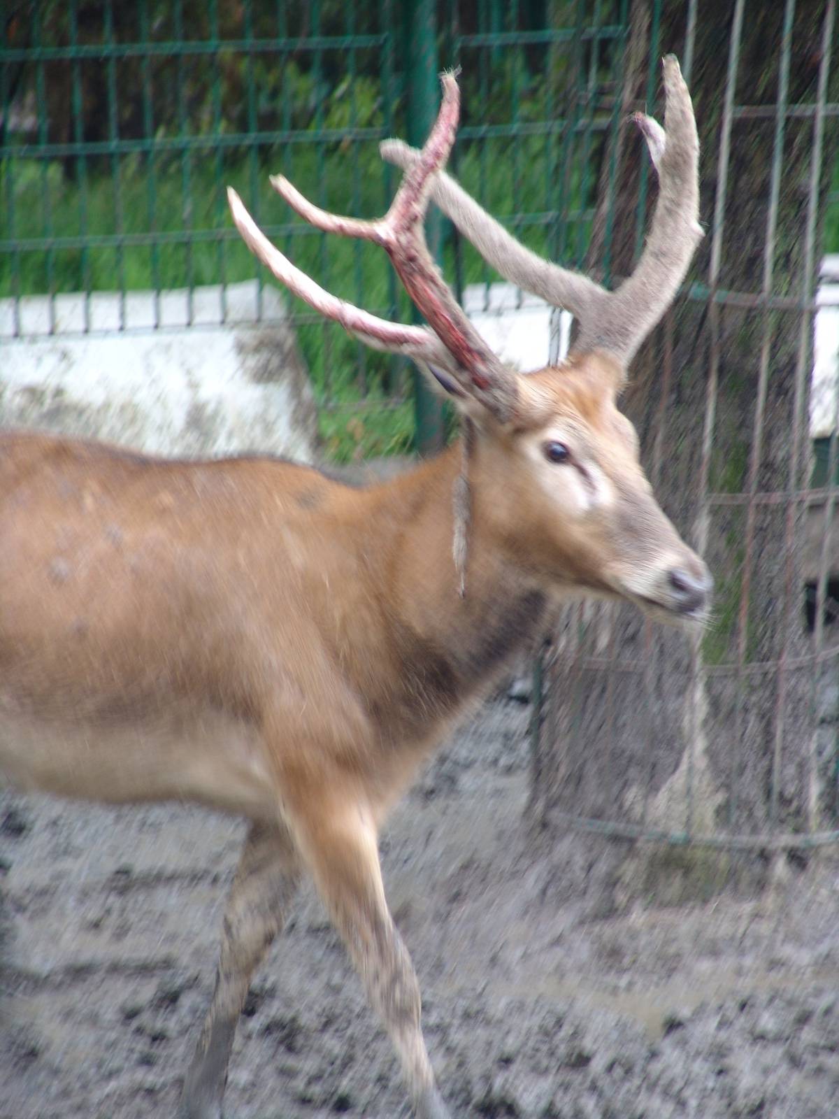 Père David's Deer (Elaphurus davidianus)