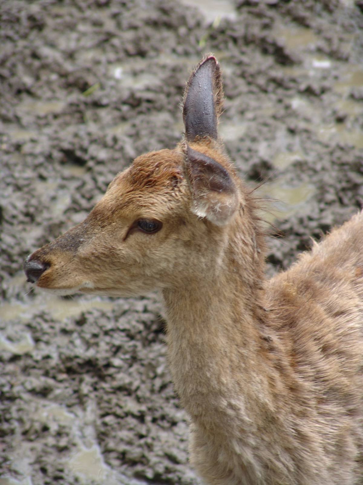 Père David's Deer (Elaphurus davidianus)