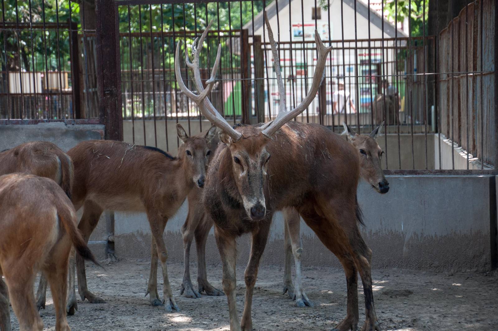 Pere Davids Deer - Elaphurus davidianus