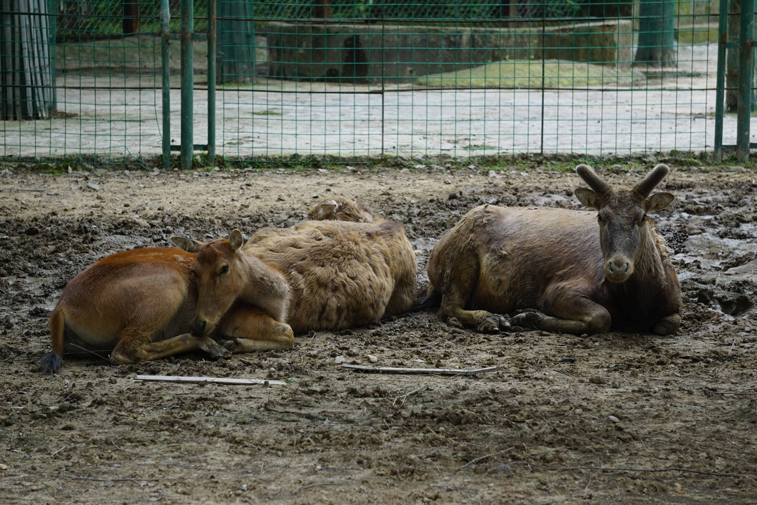 Père David's deer (Elaphurus davidianus)