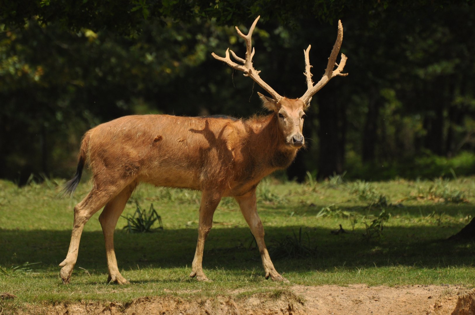 Père David's deer (Elaphurus davidianus)