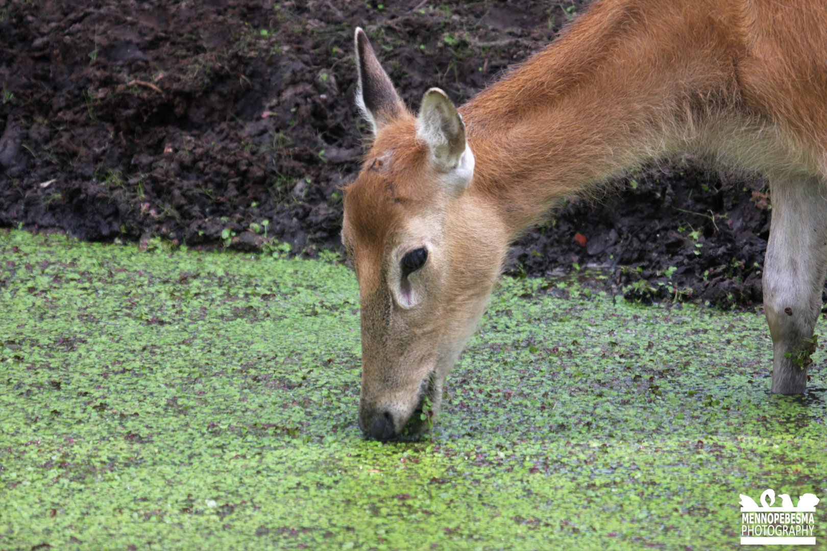 Père David's deer (Elaphurus davidianus)