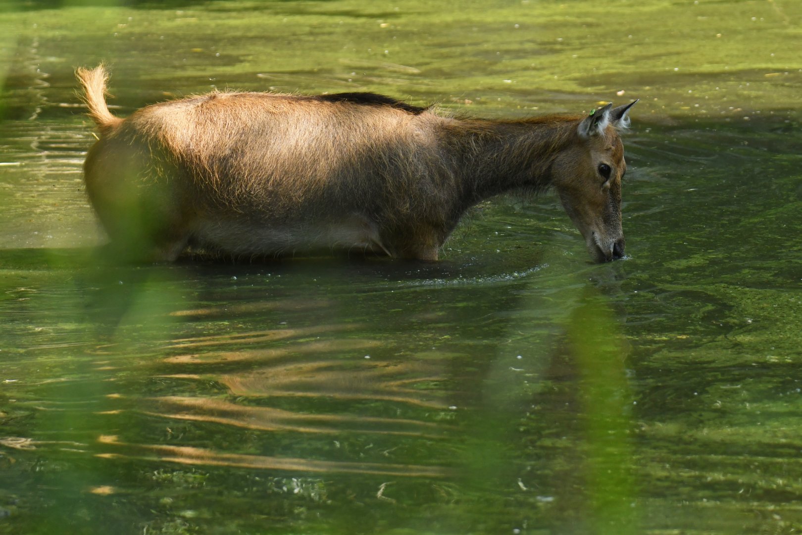 Pere David's deer (Elaphurus davidianus)