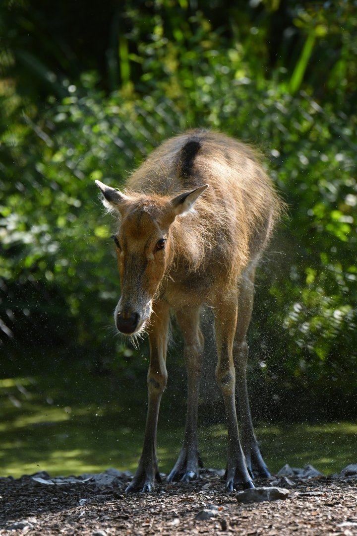 Pere David's deer (Elaphurus davidianus)