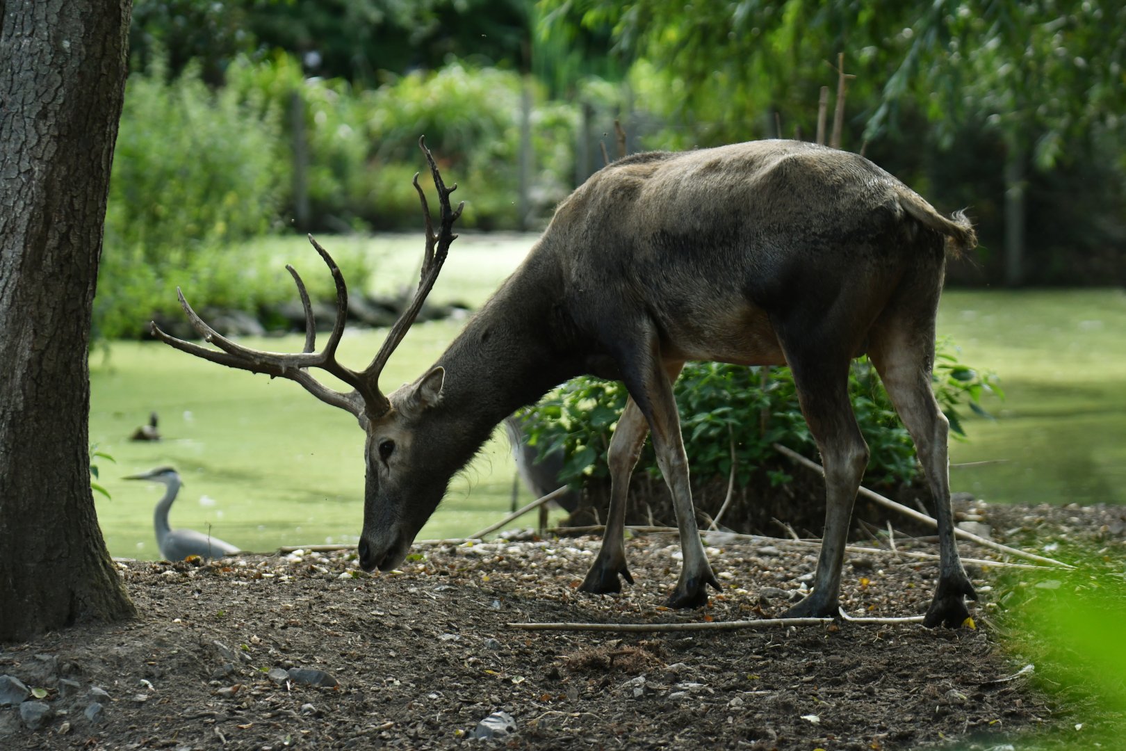 Pere David's deer (Elaphurus davidianus)