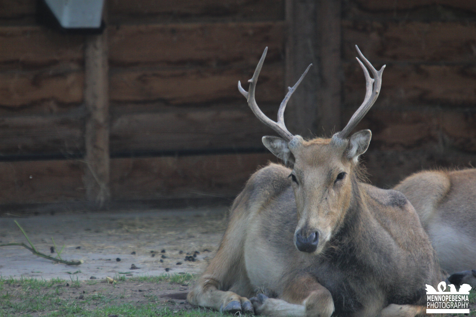 Père David's deer (Elaphurus davidianus)