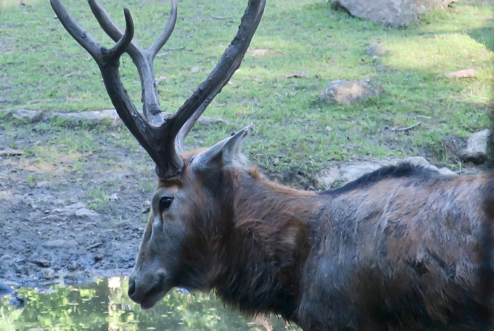 Père David's Deer (Elaphurus davidianus)