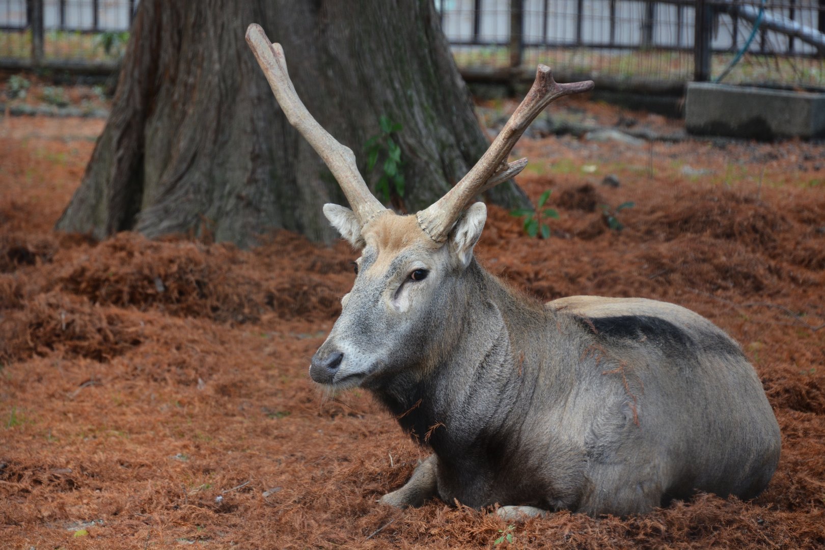 Père David's deer (Elaphurus davidianus)