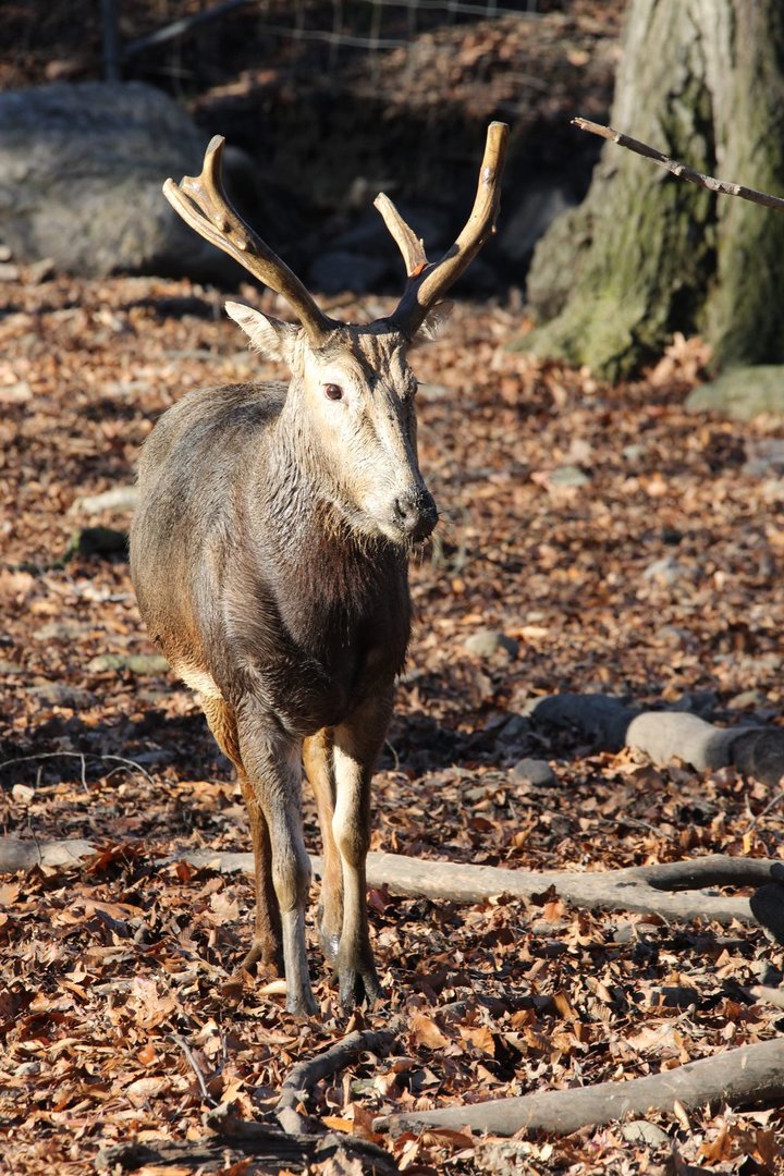 Père David's deer/ Elaphurus davidianus