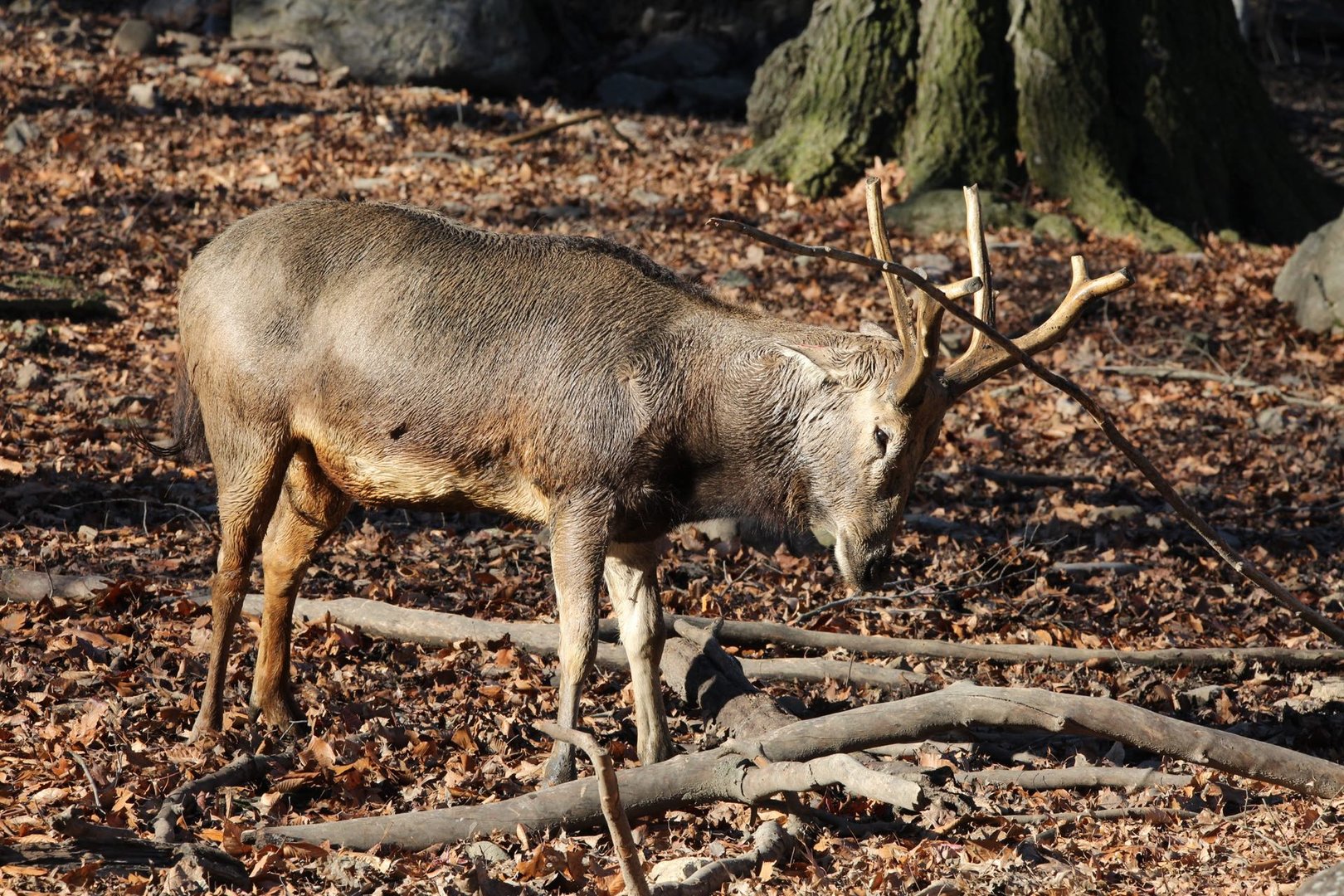 Père David's deer/ Elaphurus davidianus