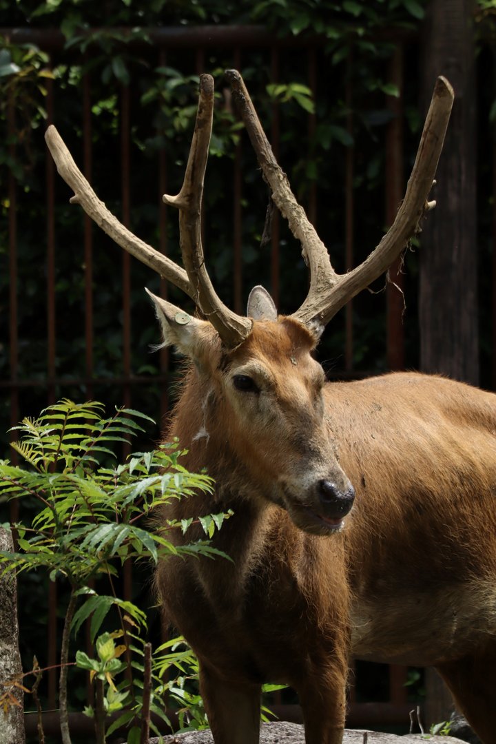 Père David's deer (Elaphurus davidianus)