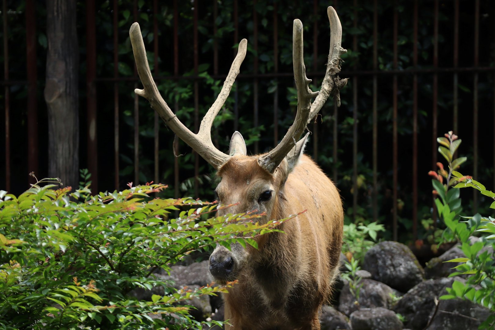 Père David's deer (Elaphurus davidianus)
