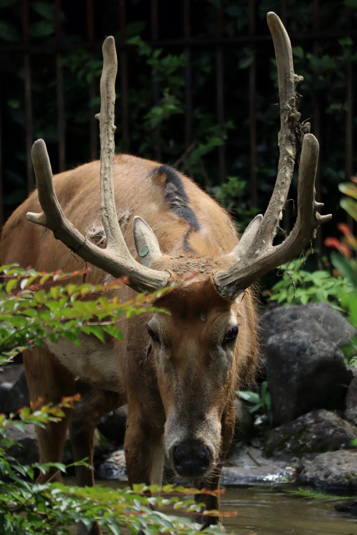 Père David's deer (Elaphurus davidianus)