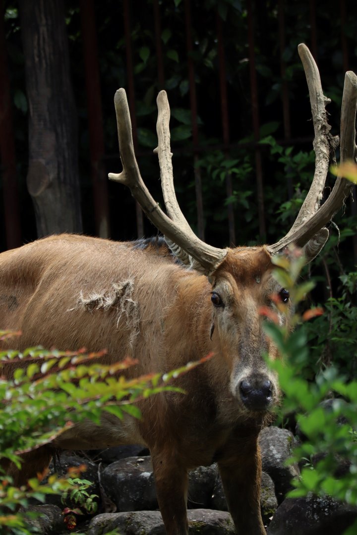 Père David's deer (Elaphurus davidianus)