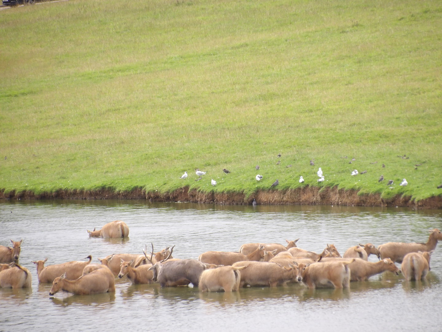 Père David’s Deer (Elaphurus davidianus)