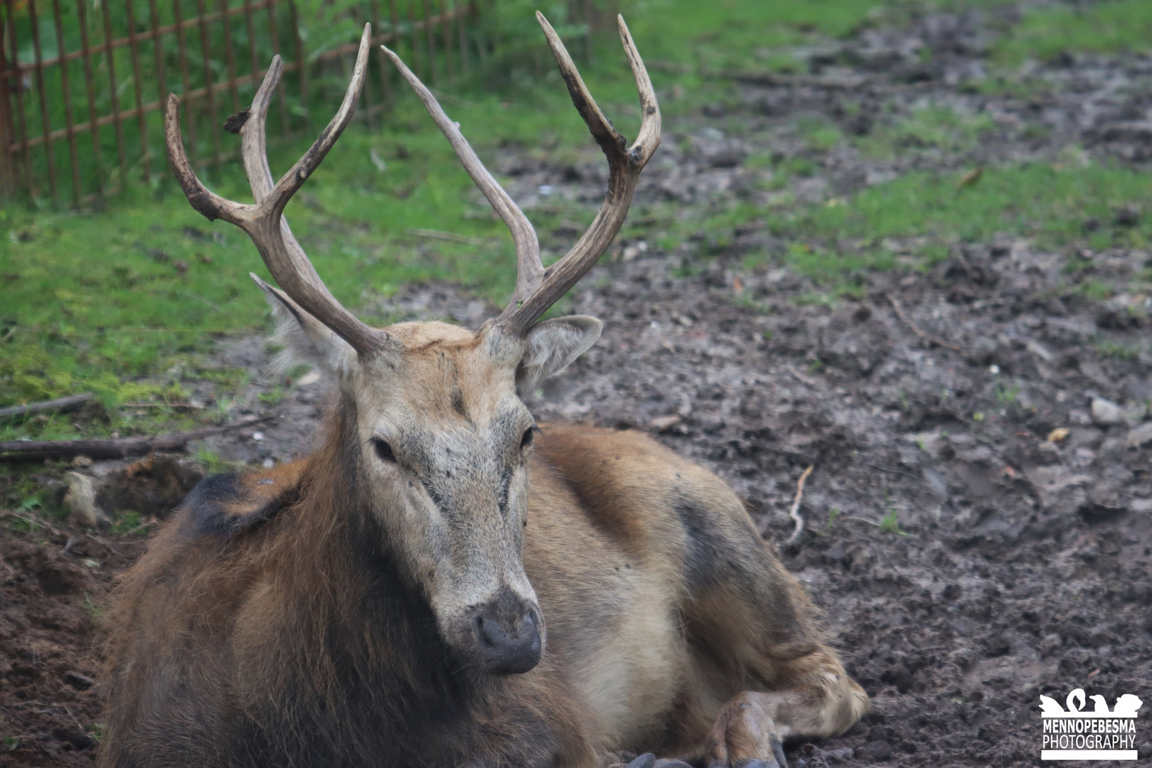 Père David's deer (Elaphurus davidianus)